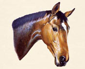 Faithful Friends Portraits - lifelike portraits of dogs, cats, horses, wildlife, and people, from photographs.